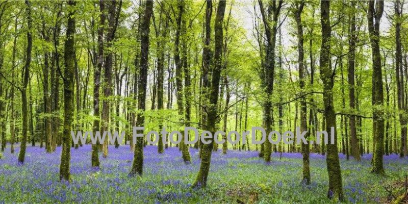 005 LenteBos 10x4 | Fotodoek | Highdisc