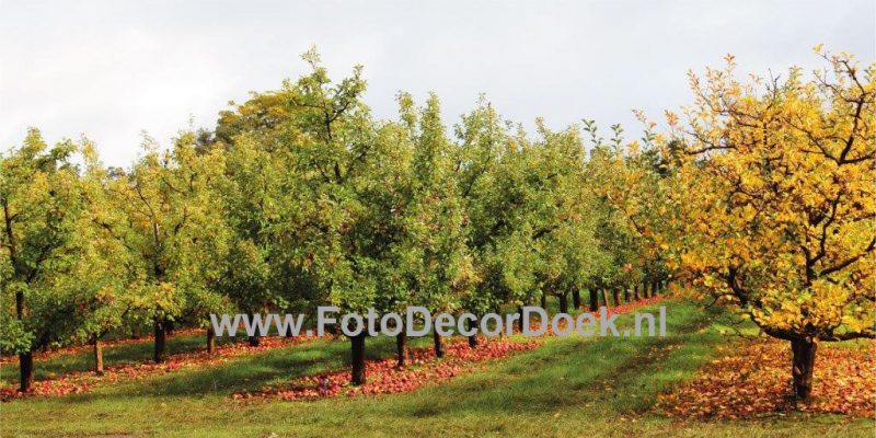 201 Herfst_AppelBoom 8x4 | Fotodoek | Highdisc