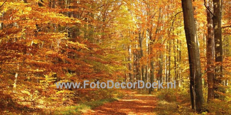 202 HerfstPad 8x4 | Fotodoek | Highdisc