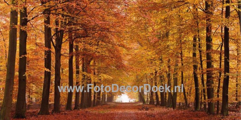 203 HerfstLaan 8x4 | Fotodoek | Highdisc