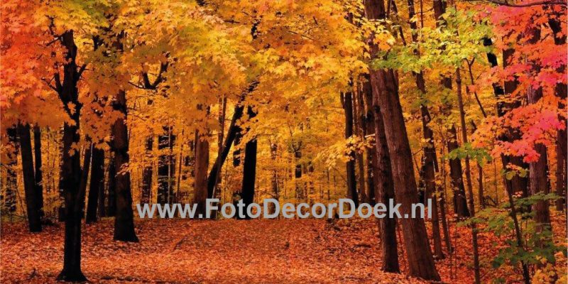 204 HerfstBos 8x4 | Fotodoek | Highdisc