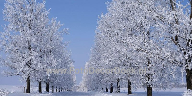 303 NL Winter_Laan_L 8x4 | Fotodoek | Highdisc