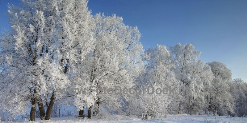 304 NL Winter_Bomenrij 8x4 | Fotodoek | Highdisc