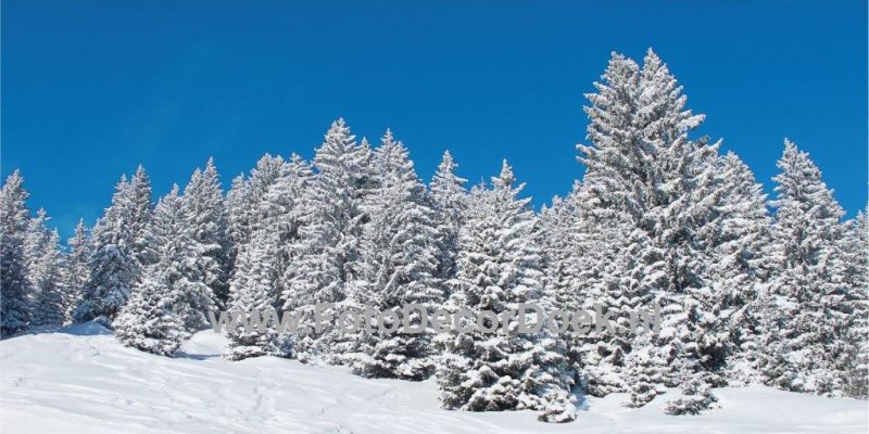 401 Bomen_Sneeuw_L 8x4 | Fotodoek | Highdisc