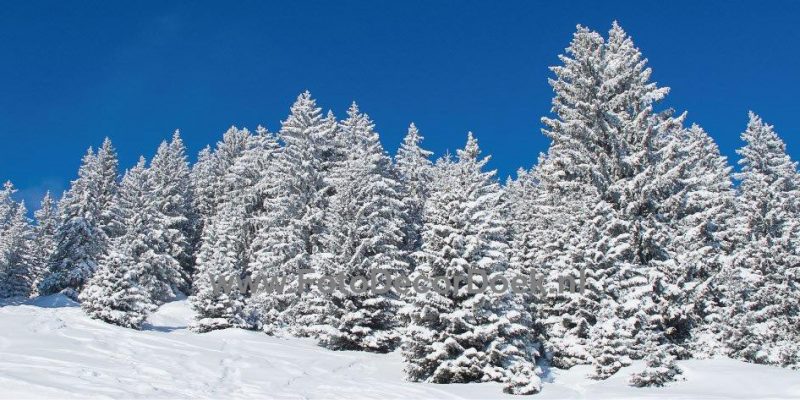 403 Bomen_Sneeuw_L 6x3 | Fotodoek | Highdisc