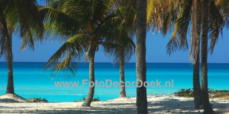 702 Palmbomen_Strand 8x4 | Fotodoek | Highdisc