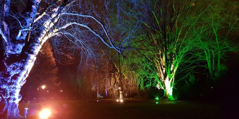 Uitgelichte bomen | Outdoor | Bomen | Verlichting | Highdisc